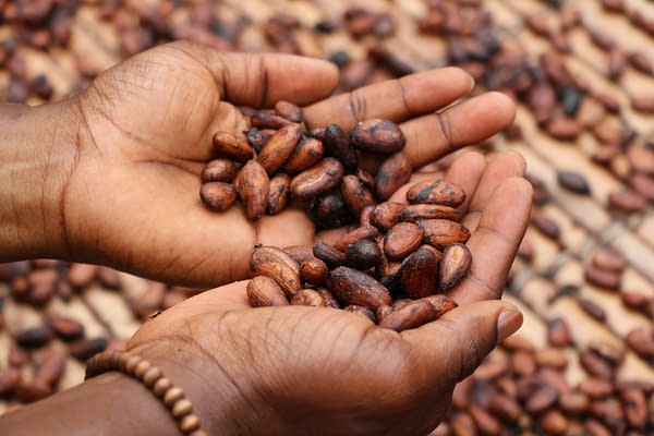 drying cocoa beans