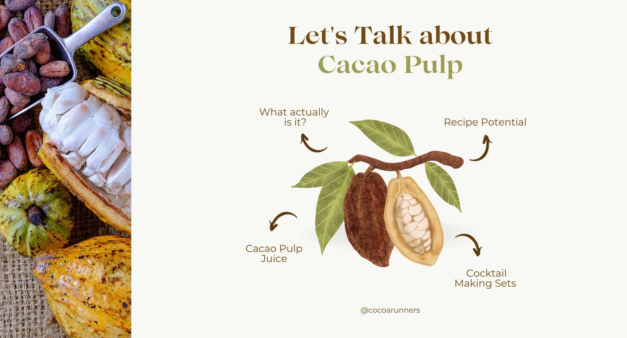 cocoa pulp infographic