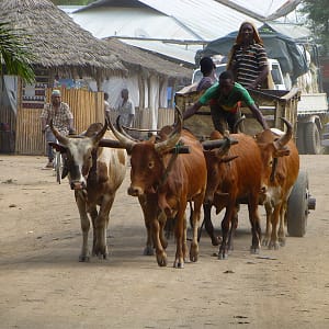Kokoa Kamili