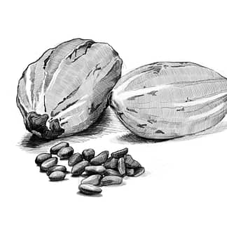 Craft Chocolate Collection Coated Cocoa Beans