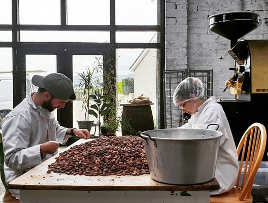 sorting cocoa beans