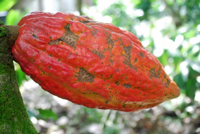 A cocoa pod growing on a Cluizel plantation