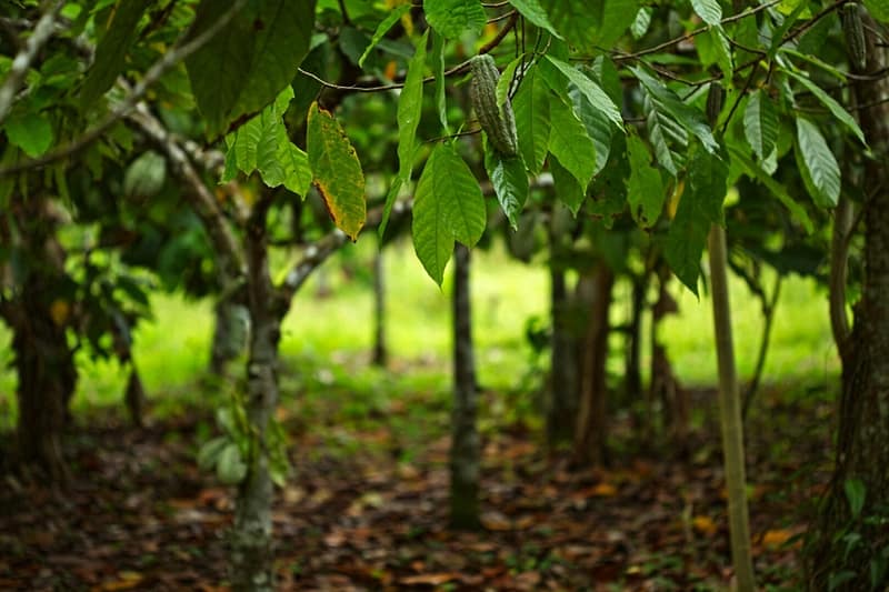 stand of cocoa trees on a farm
