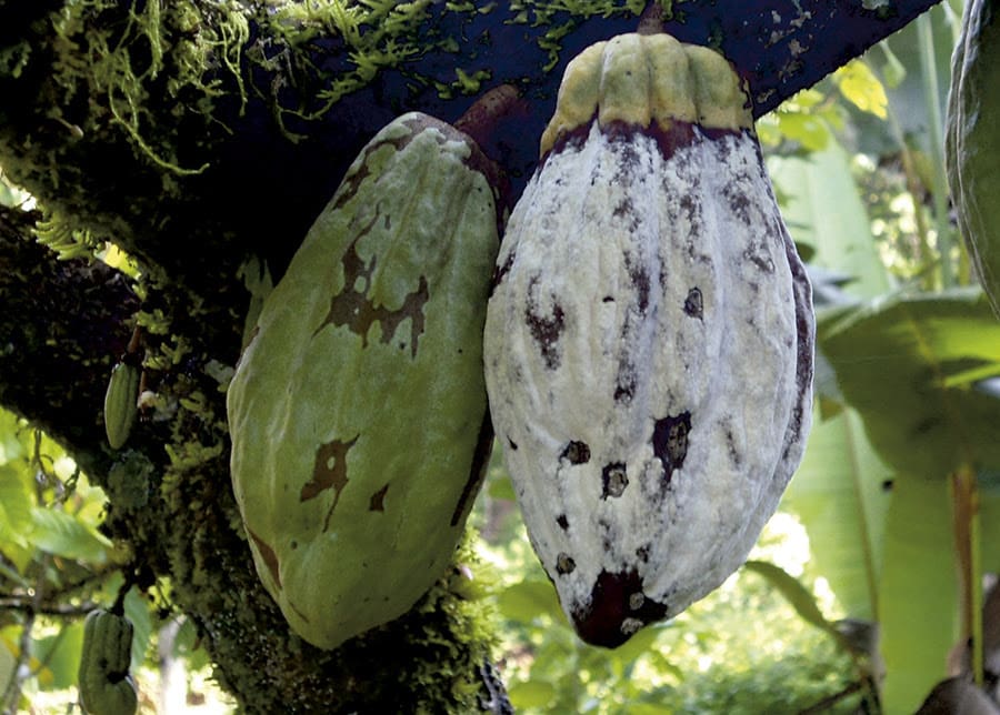 cocoa pod with frosty pod rot disease
