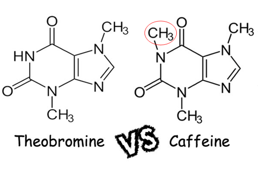 diagram of caffeine and theobromine molecules