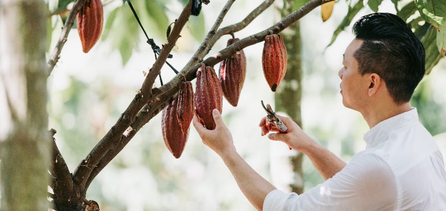 Fu Wan Chocolate – Cocoa Runners