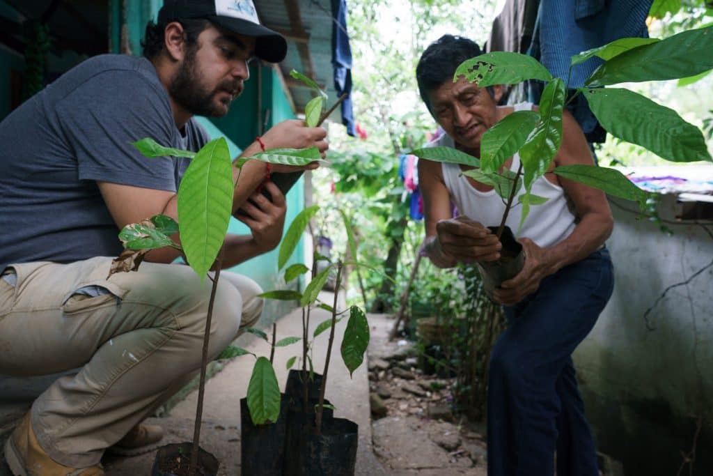 cacao sapling inspection by original beans