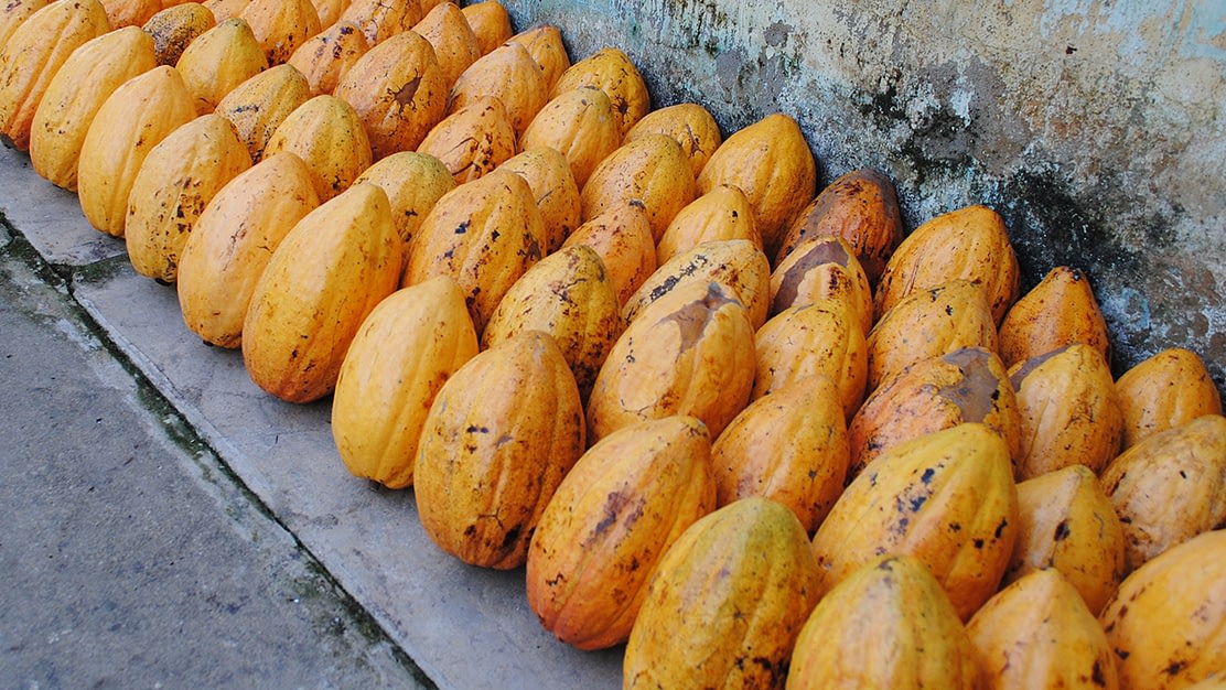 Ecuadorian Cocoa: Attack of the Clones