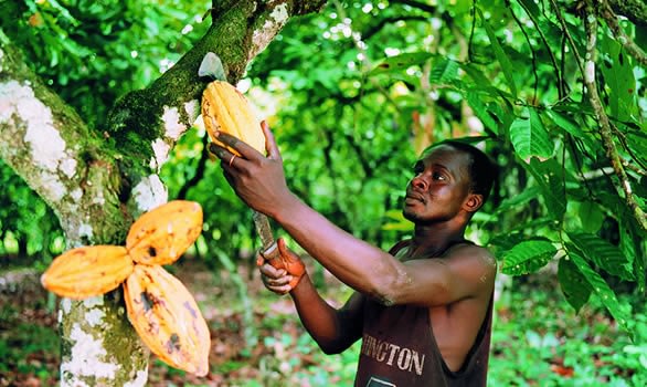 Menakao and Chocolat Madagascar: Sustainable Chocolate Production in Madagascar