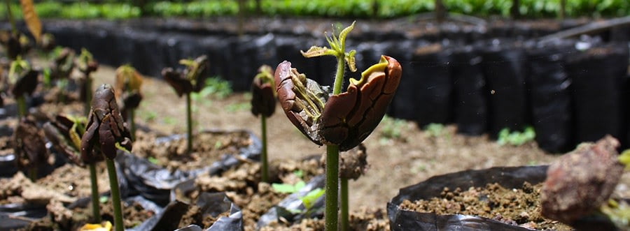 Beyond Fairtrade