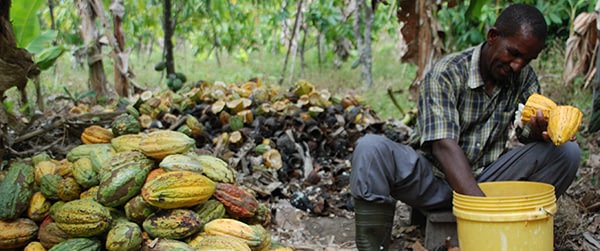 Kokoa Kamili: Coaxing the Best from Tanzanian Cacao