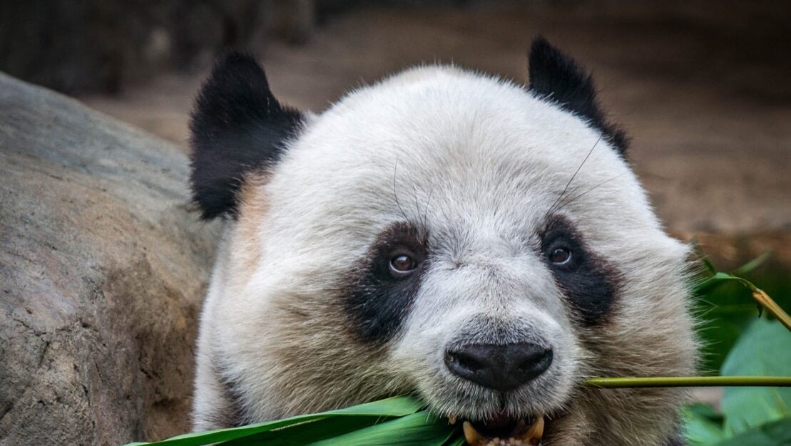 Lessons for Veganuary from the Giant Panda
