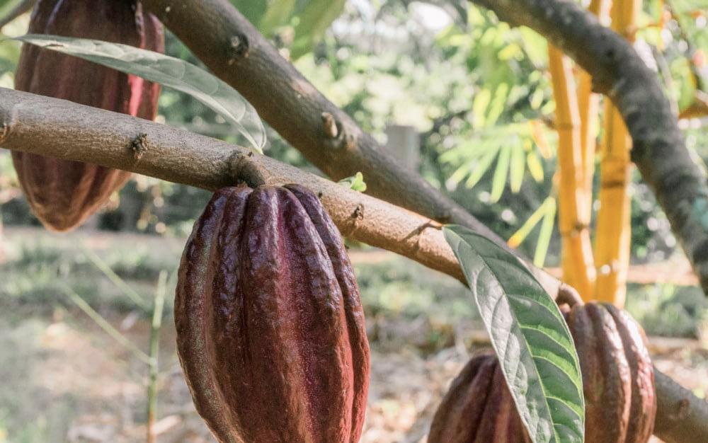 Who REALLY first brought chocolate to Europe?