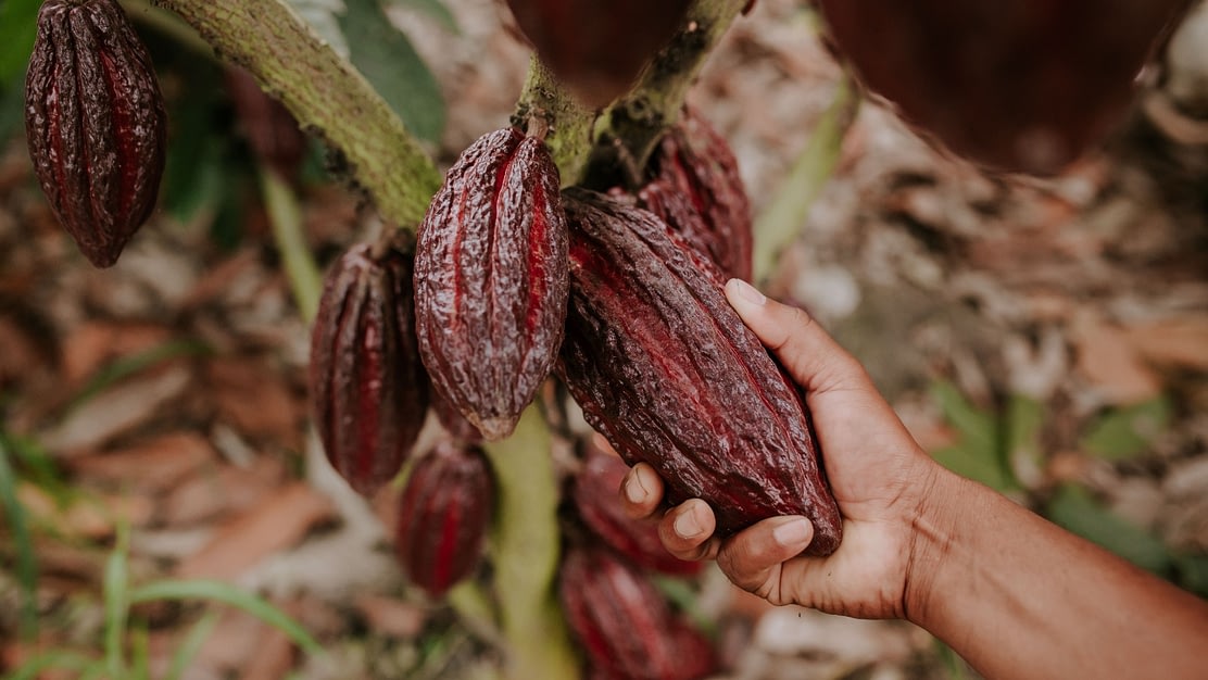Fibre in Chocolate