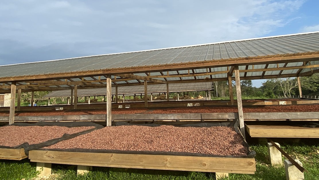 How to Dry a Cocoa Bean