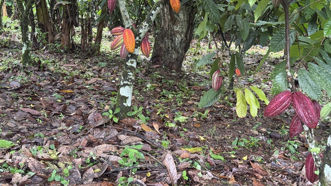 Lessons from Brazil – bioterrorism, disease and a cacao comeback