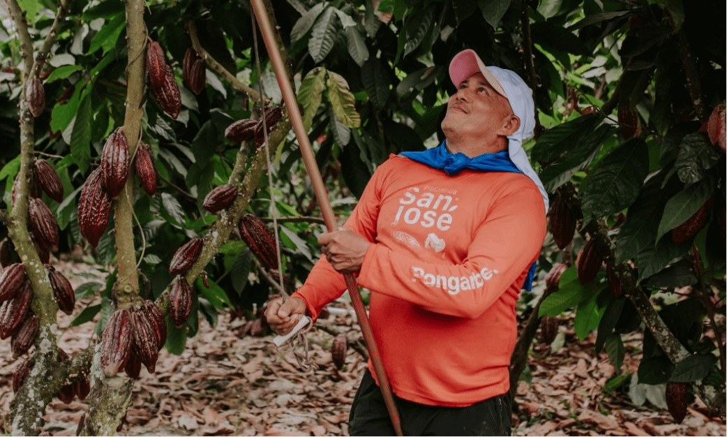 CCN-51: Are we barking up the wrong (fruit) tree? 