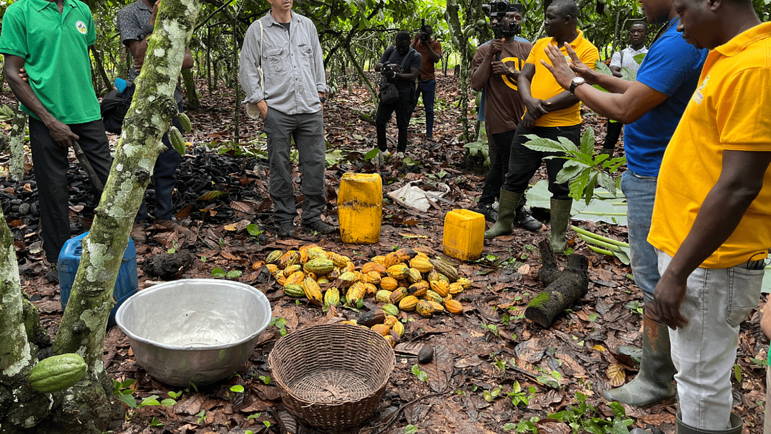 Wake up and smell the cocoa