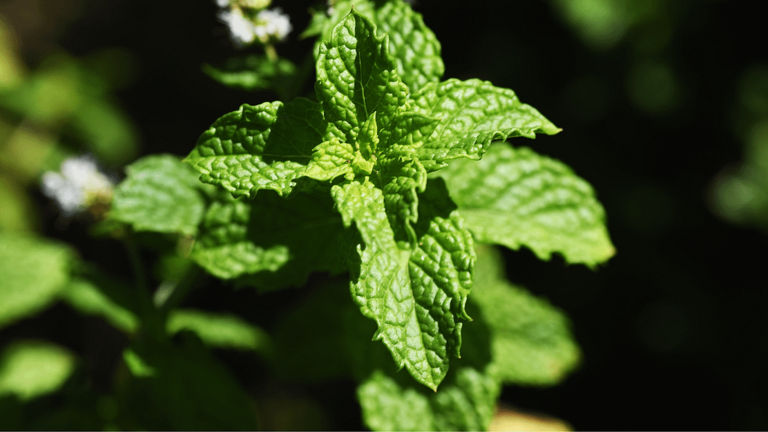 Mint and chocolate
