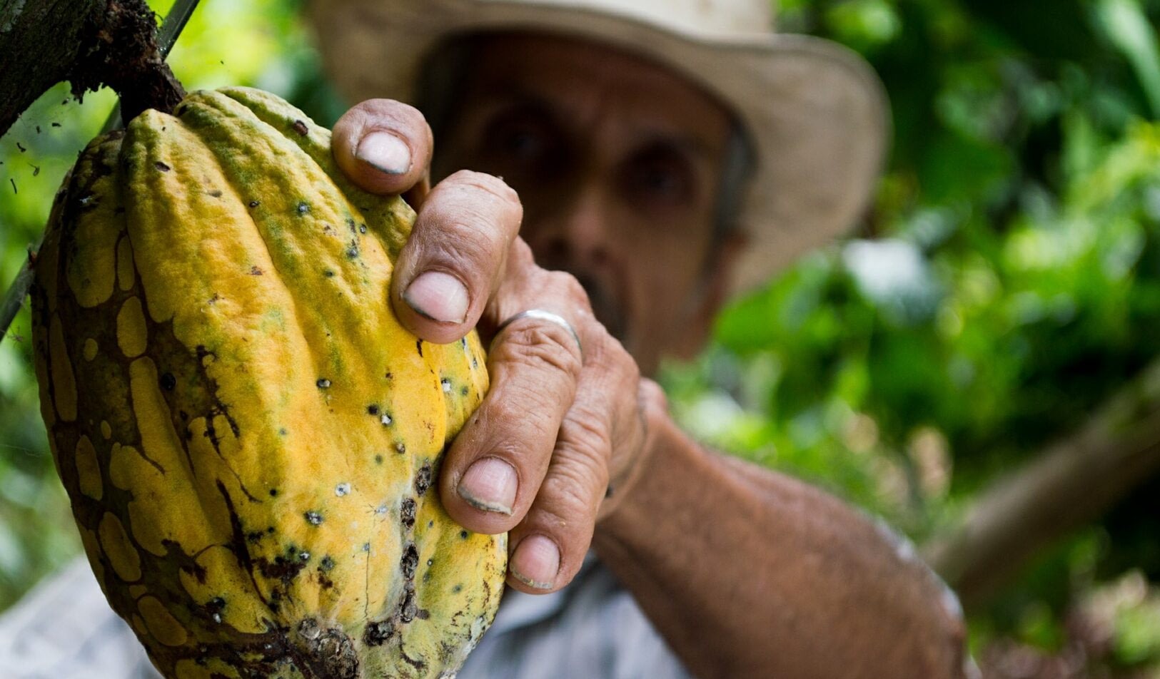 Is Craft Chocolate Organic?