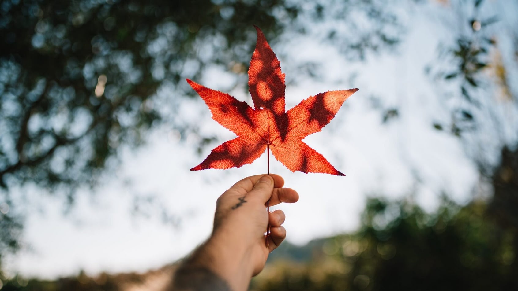 Giving Thanks for Canadian Craft Chocolate