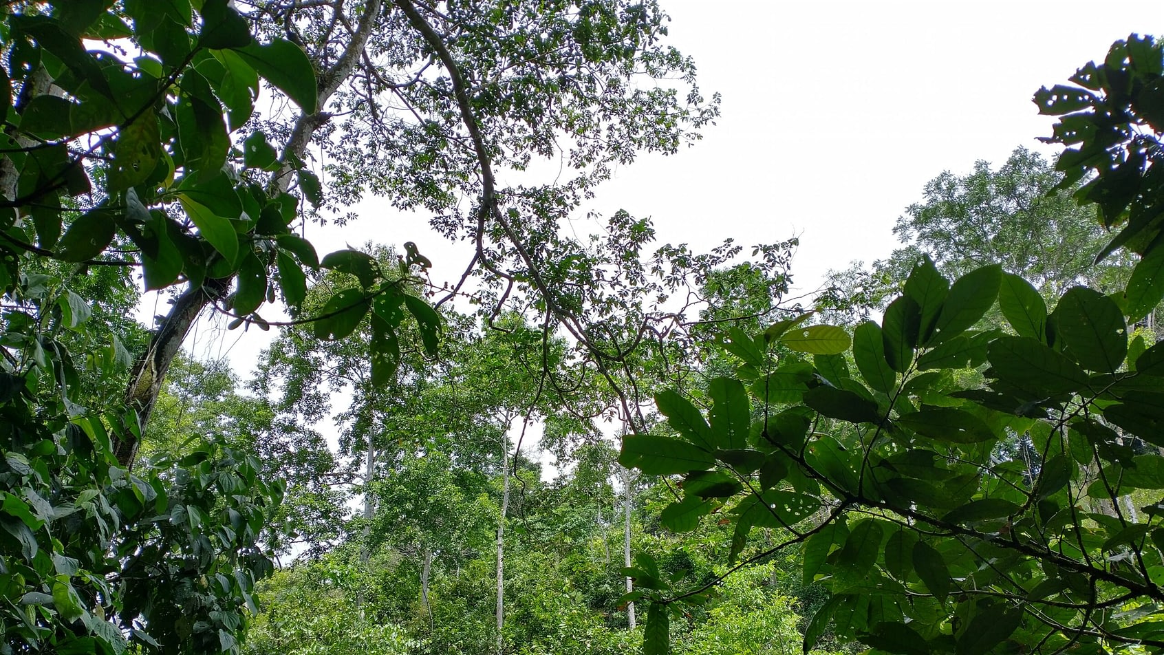 Peeling back the paint of greenwashing