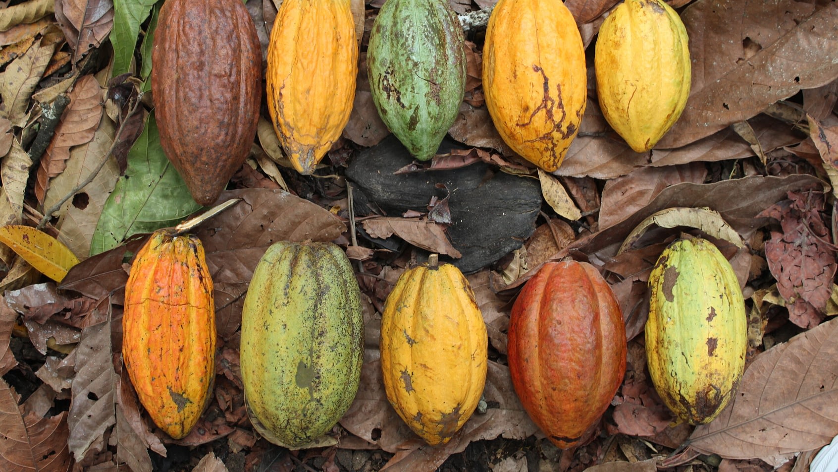 The rising price of cocoa