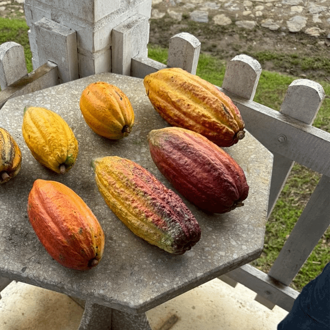 Cocoa Runners - Cocoa Pods